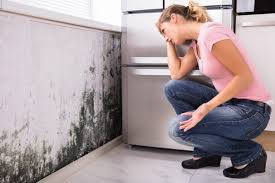 Mold Prevention & Removal